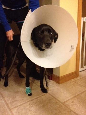 An Update on A Puppy with Stitches 3 20120121-092514.jpg