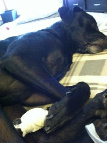 An Update on A Puppy with Stitches 5 20120121-092746.jpg