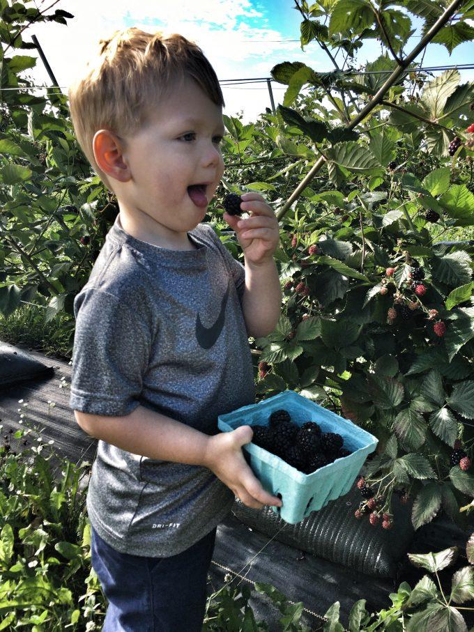 blackberry picking