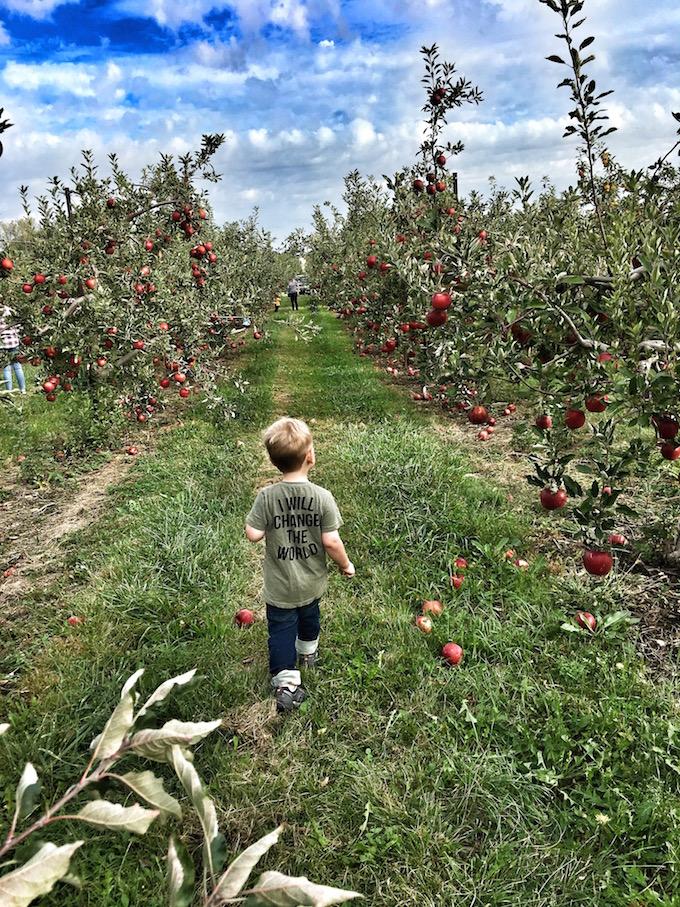 three year old in apple orchard