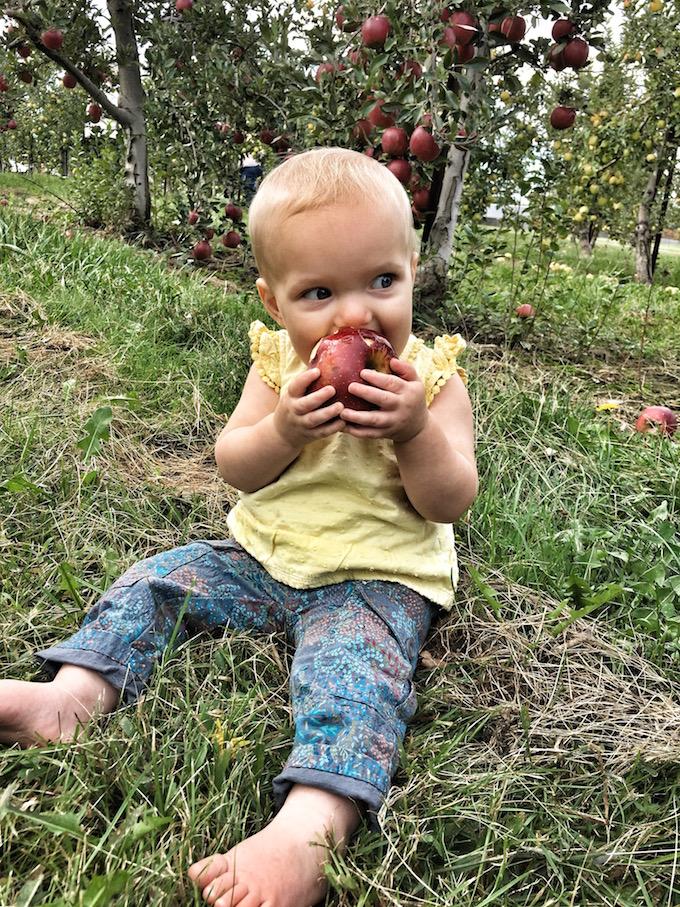 one year old apple orchard