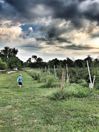 Indian Springs Berry Farm