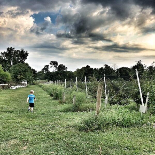 Indian Springs Berry Farm