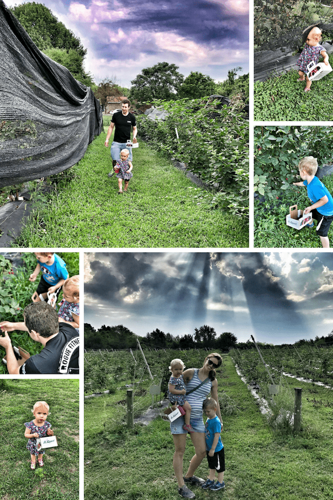 blackberry picking butler county