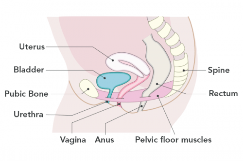 pelvic floor muscles