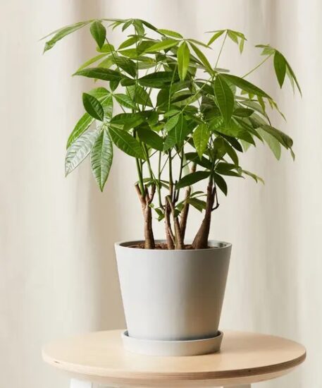 Best Gifts For In-Laws {and Parents} 7 bloomscape gift subscription